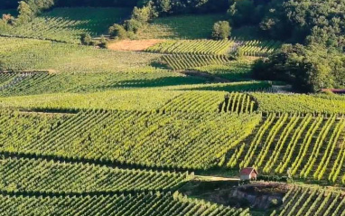 Viñedos de Domaine Schieferkopf