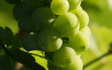 Uvas de Domaine Schieferkopf