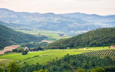 Panorámica del viñedo