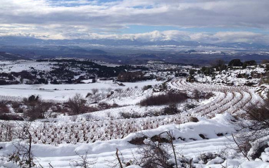 Viñedo nevado