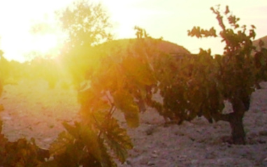 Los viñedos de la bodega en el terruño de Jumilla. 