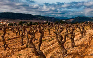 Vista del viñedo