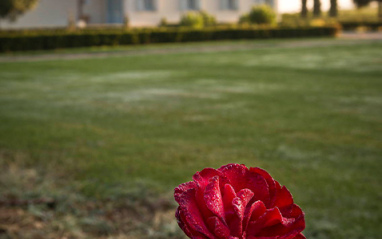 Detalle de una flor