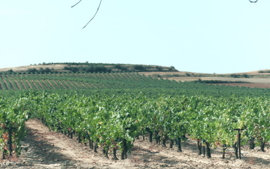Vista de las viñas de Tarsus
