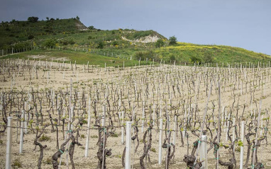 Tenuta Iuzzolini