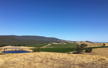 Panorámica del viñedo