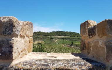 Vista de los viñedos desde una edificación