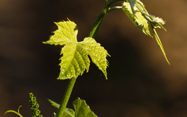 Detalle de viñedo