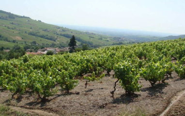 Viñedo de Beaujolais