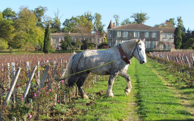 Trabajo en viña con animales