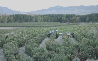Tractor en el viñedo