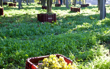 Caja de vendimia