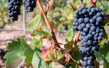 Detalle de uvas tintas en el viñedo