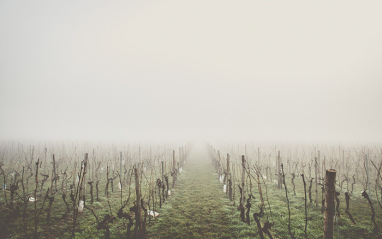 Densa niebla sobre el viñedo