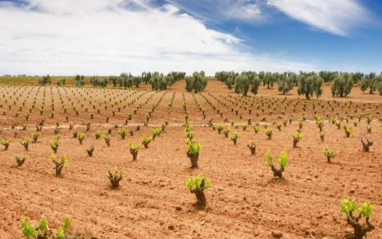 Vista de los viñedos