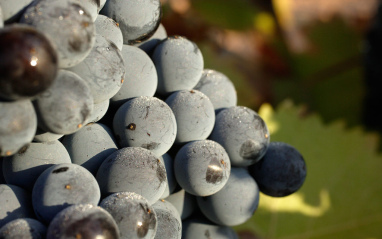 Granos de uva Garnacha tintorera