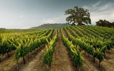 El viñedo de la bodega se ubica en Sonoma County