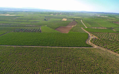 Vista aérea de viñedo 