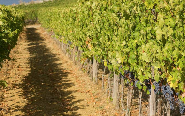 El viñedo de Tenuta Vigne A Porrona.