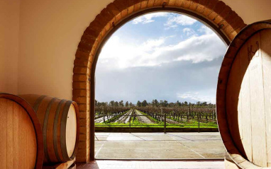 Vista del viñedo desde la sala de crianza