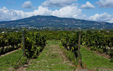 Viñedos en espaldera