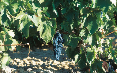 Tempranillo