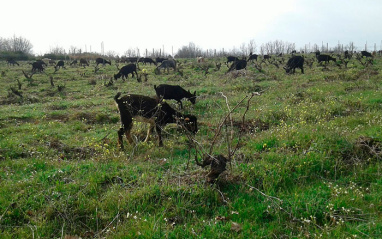 Animales en el viñedo