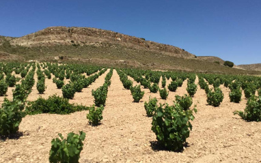 Viñedo en Jumilla