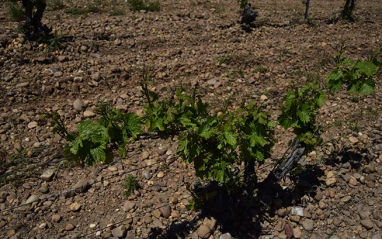 Detalle de cepas sobre suelos de cantos rodados