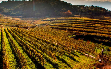 Viñas en ladera