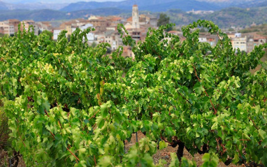Viñedo