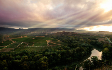 Viñedos en la zona de San Vicente de la Sonsierra