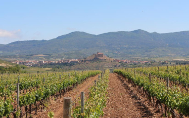 Viñas en San Vicente de la Sonsierra