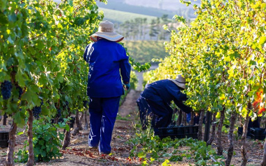 Trabajos de campo