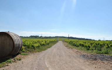 Camino entre viñas