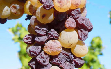 Uvas botrytizadas
