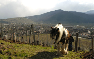 Los caballos ayudan a las labores vitícolas del Domaine