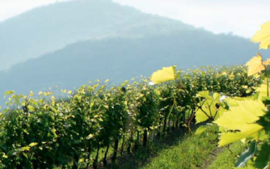 Viñedos altos entre montañas