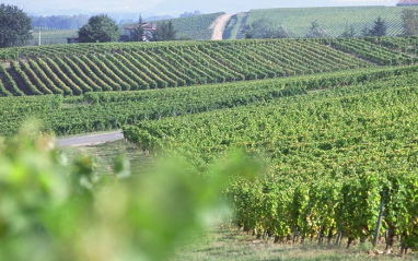 Viñedos Chateau La Tour Blanche