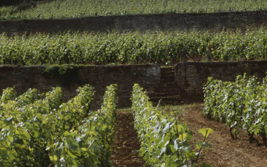 Viñedos típicos de Borgoña