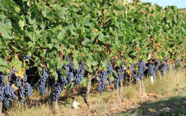 Viñas de Château Chasse-Spleen