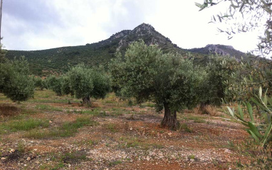 Olivos de Cuchillejo