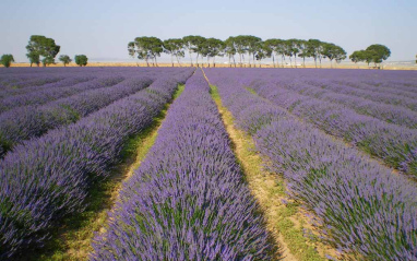 Campos de lavanda