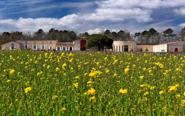 Viñedo de Domaine de Chevalier