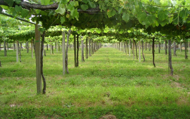 Sistema de plantación "en parral"