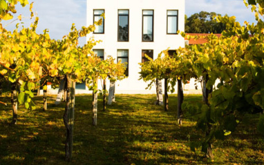 Viñas con el edificio de bodega al fondo