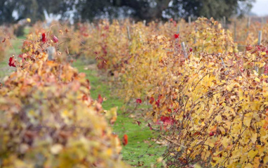Detalle del viñedo en otoño