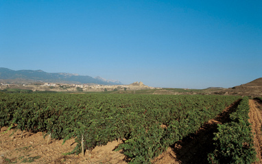 Vistas del viñedo riojano