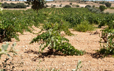 Viñedos en Manchuela