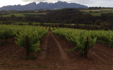 Panorámica de los viñedos